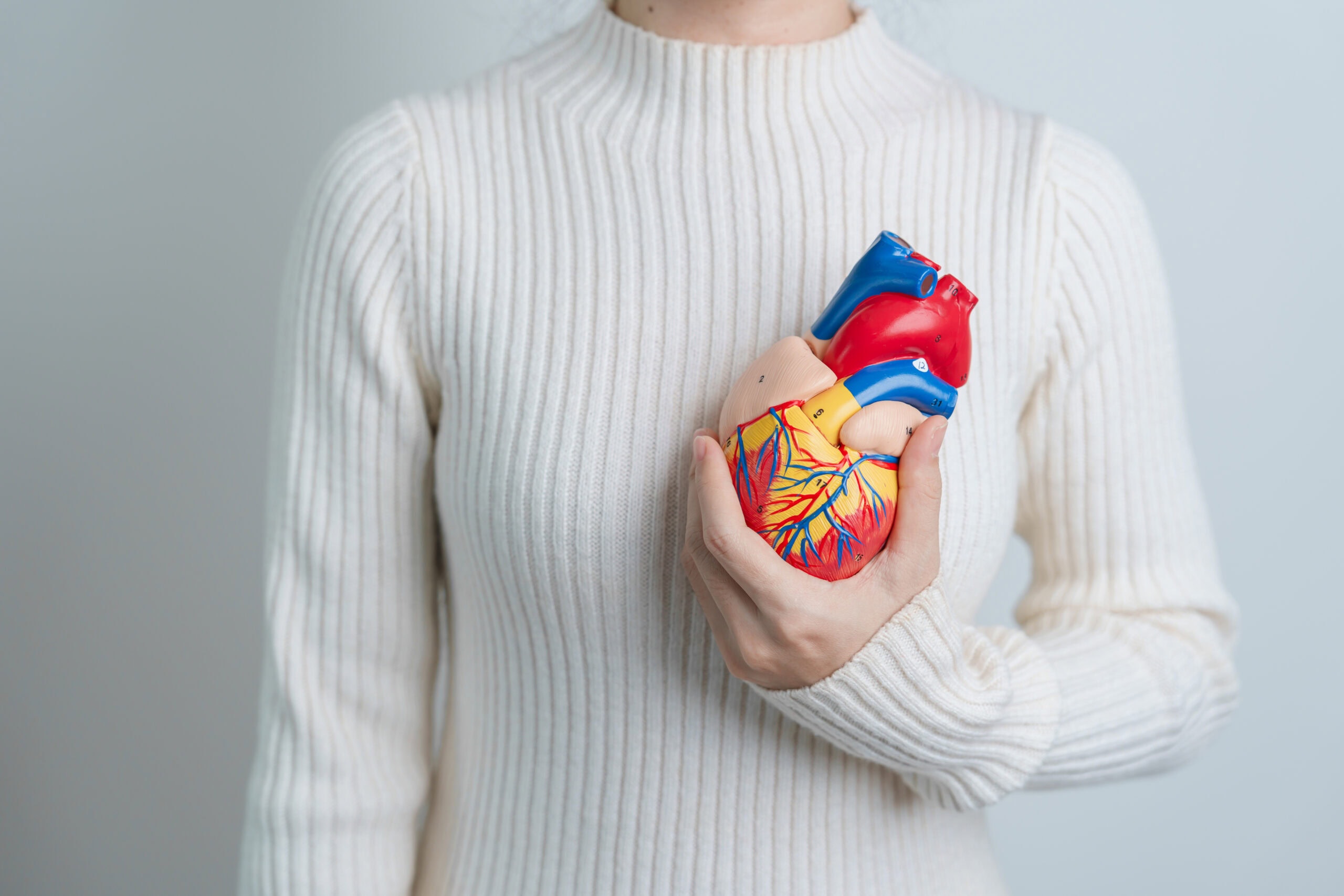 Woman holding human Heart model. Cardiovascular Diseases, Atherosclerosis, Hypertensive Heart, Valvular Heart, Aortopulmonary window, world Heart day and health concept